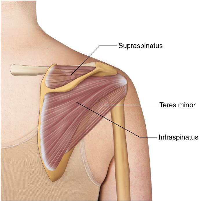肩痛你可能忽视的肌肉冈下肌