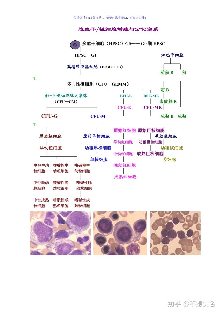 为什么炎症会导致白细胞增多? - 知乎