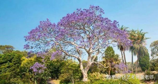 帮你轻松解决景观快题中的植物配置问题! - 知乎