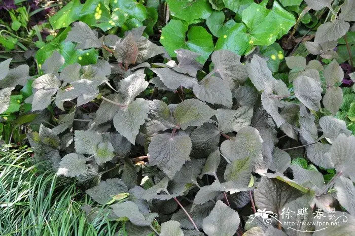 食野之苹叁紫叶鸭儿芹花叶水芹
