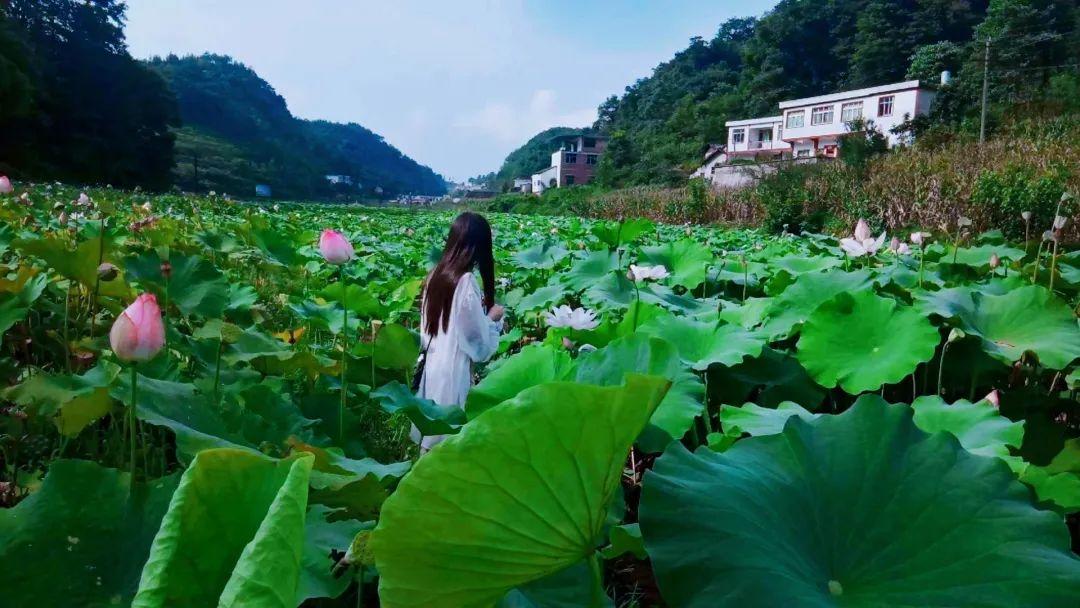 宜宾珙县罗渡苗族乡美丽休闲乡村 桃源居 美丽乡村 - 知乎