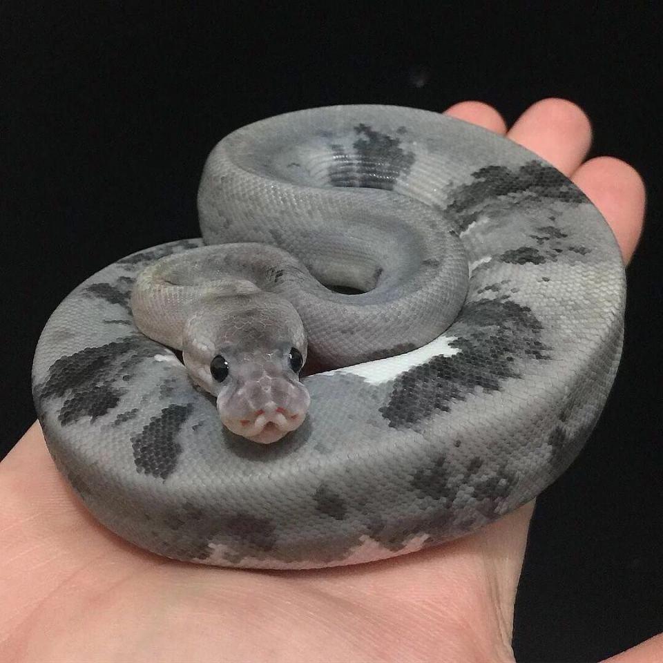 有哪些蛇是胖嘟嘟的