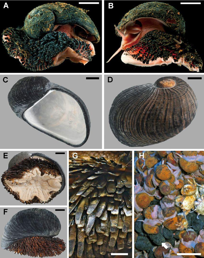 鳞角腹足蜗牛【睡前软体动物学149】