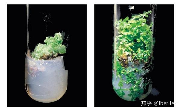组培理论知识-植物细胞全能性 - 知乎