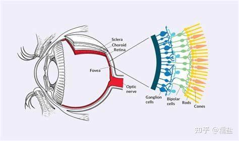 visual system)是一個非常複雜的系統,它不僅包括眼睛,還包括視覺皮層