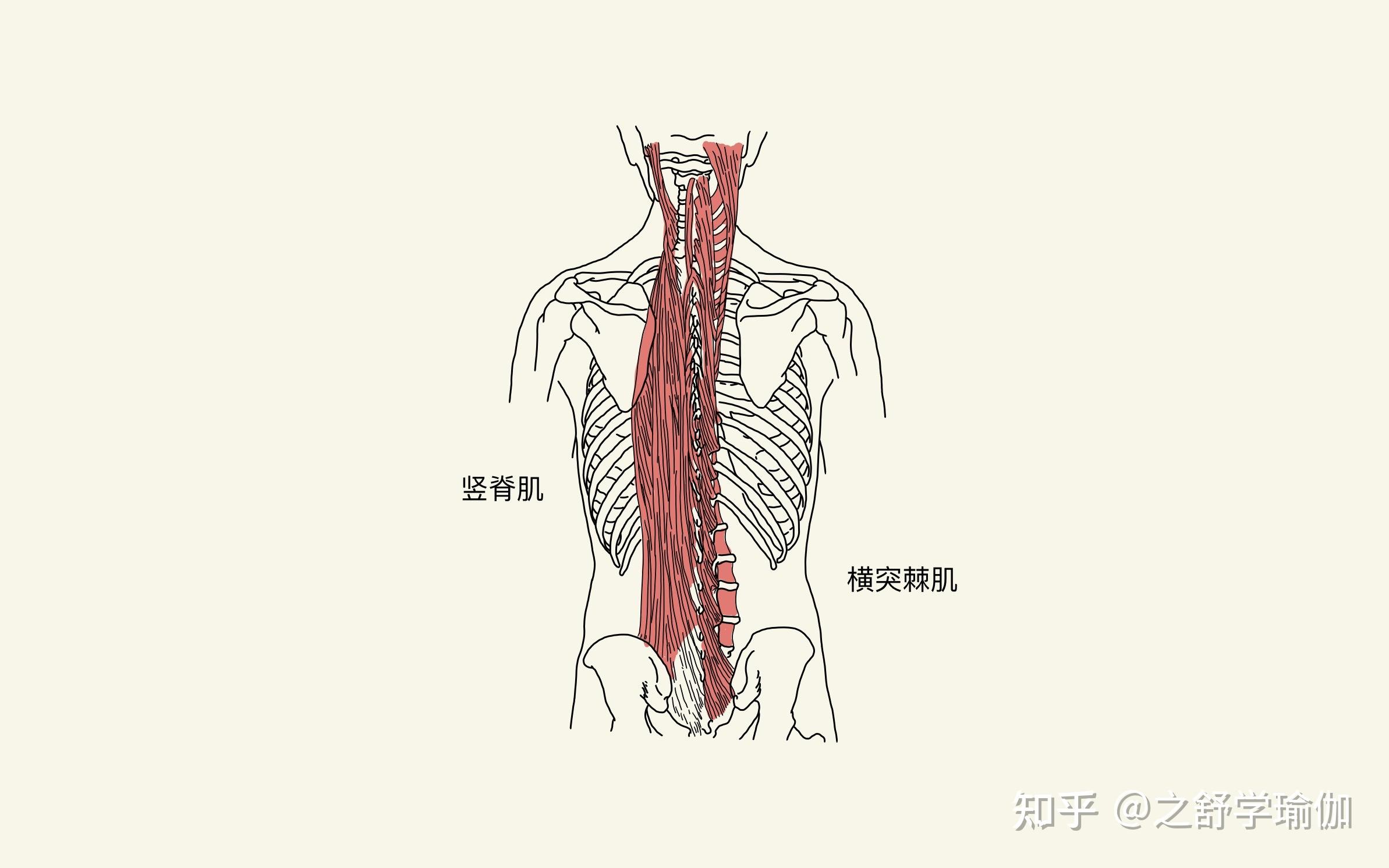 而扭转时发生侧腰缩短,是腰方肌和竖脊肌也参与了工作