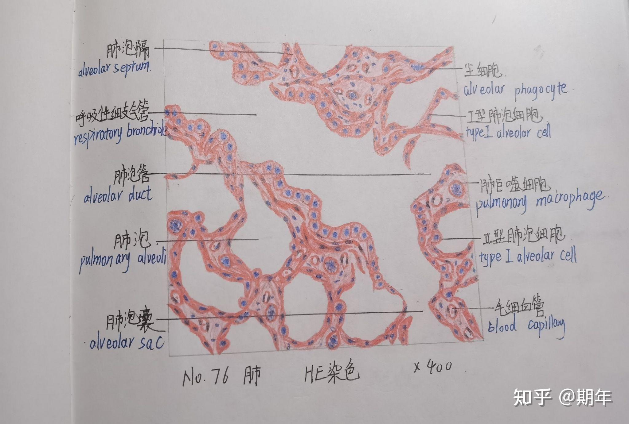 组织学与胚胎学红蓝铅笔绘图