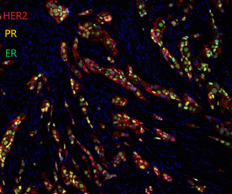 mIHC多色免疫荧光染色一抗怎么选？ - 知乎