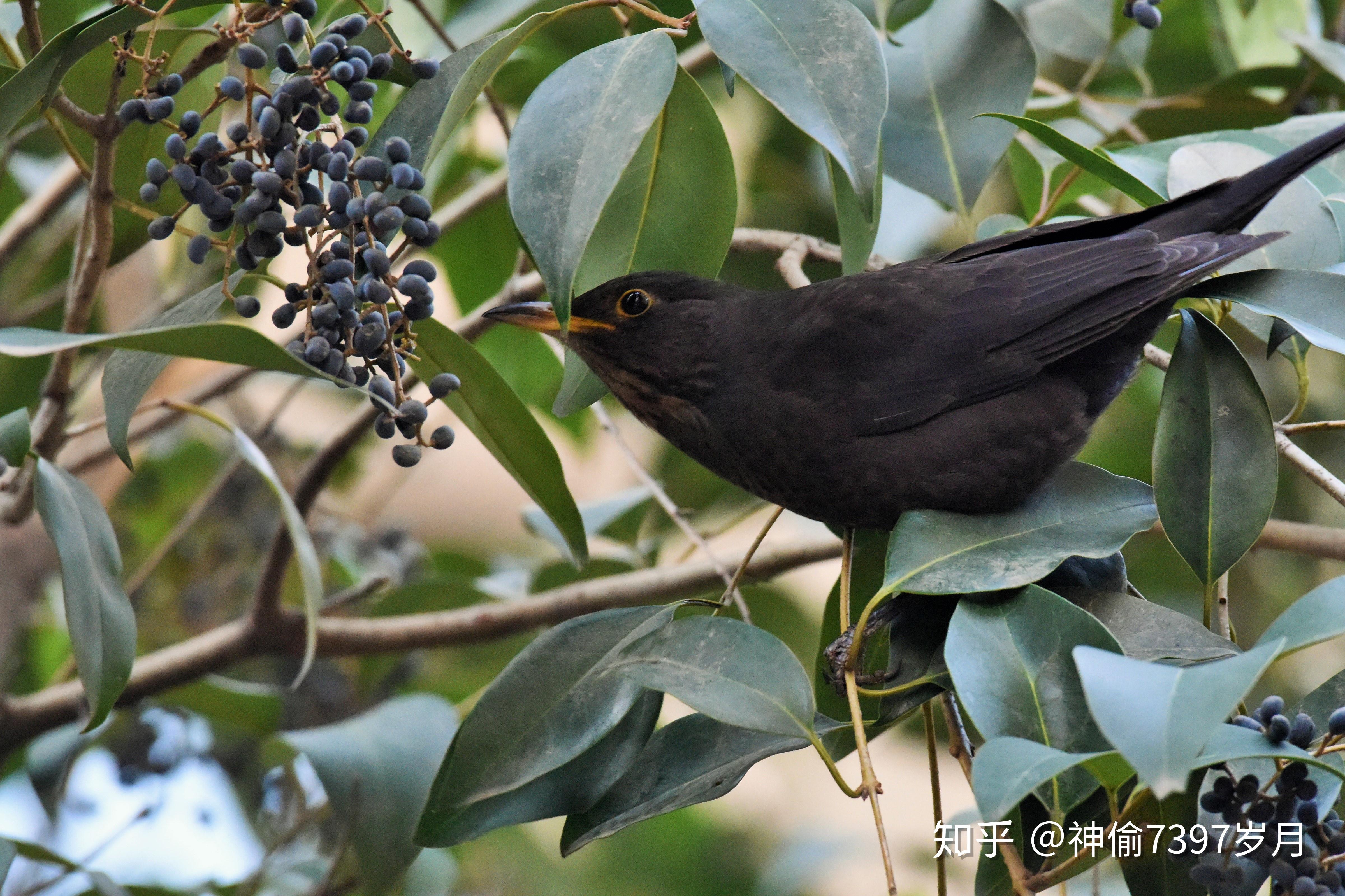 鸫科鸟类: 乌鸫 (Turdus merula),唯一喜欢在你家附近筑巢的鸟 - 知乎