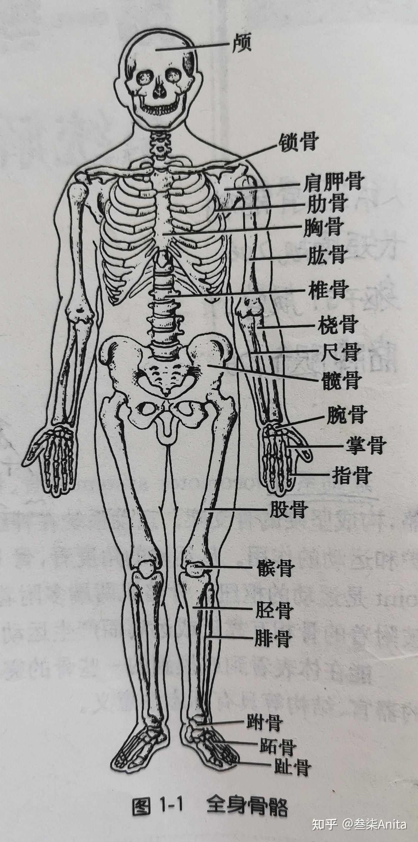 护理解剖知识点