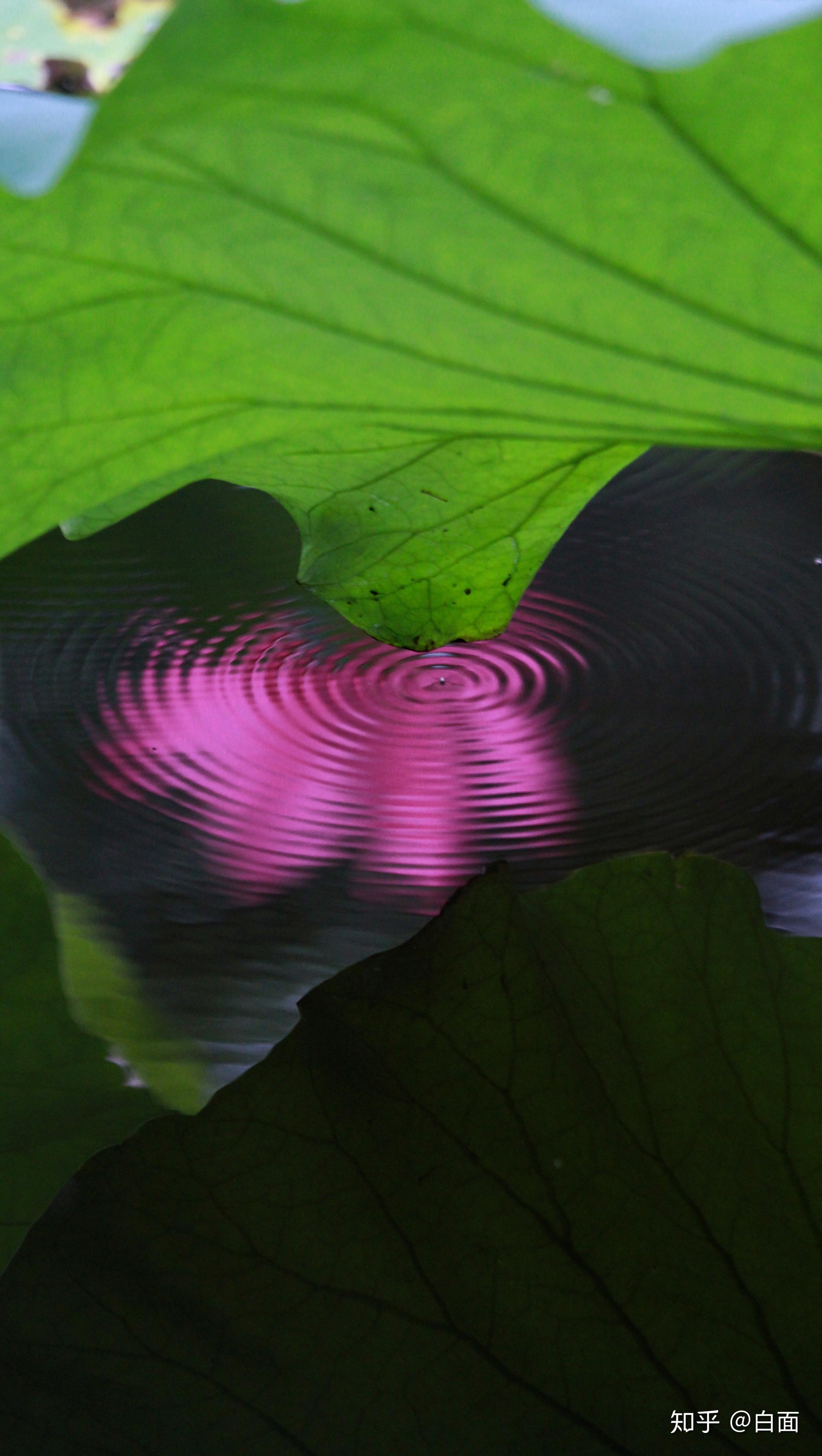 镜中月 水中花 - 知乎