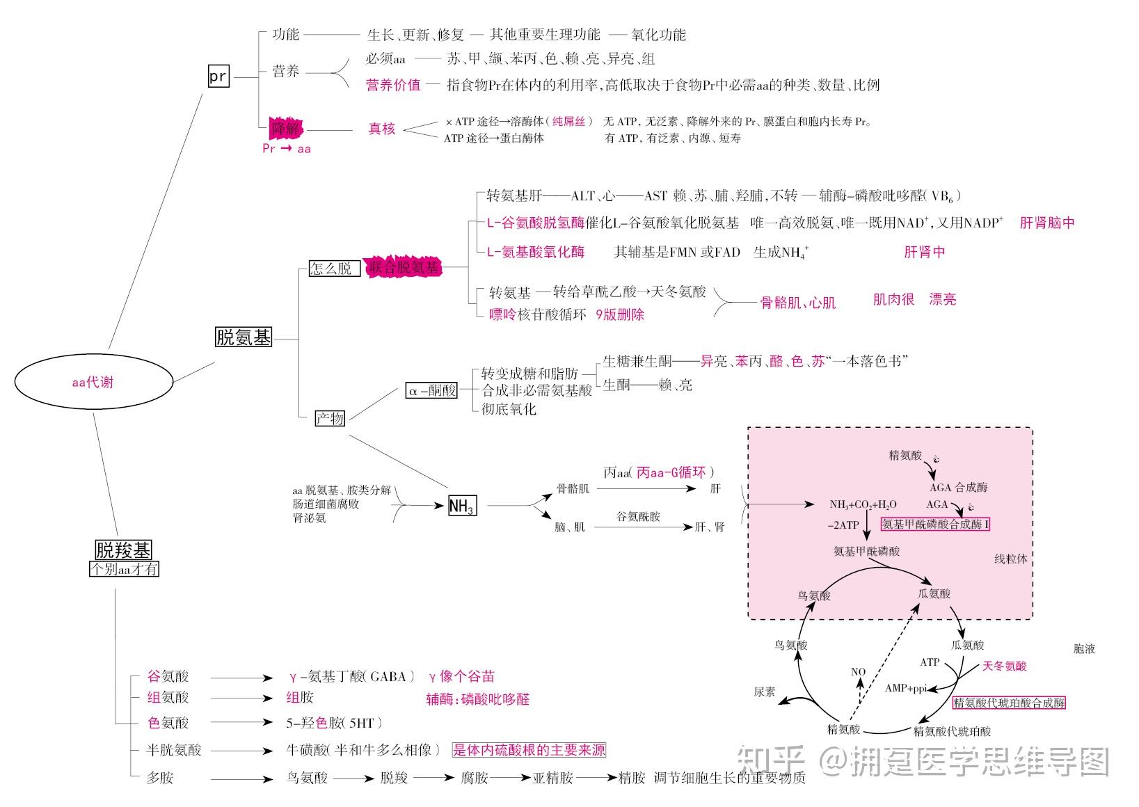 生物化学氨基酸蛋白质代谢思维导图重点汇总串讲必备 - 知乎
