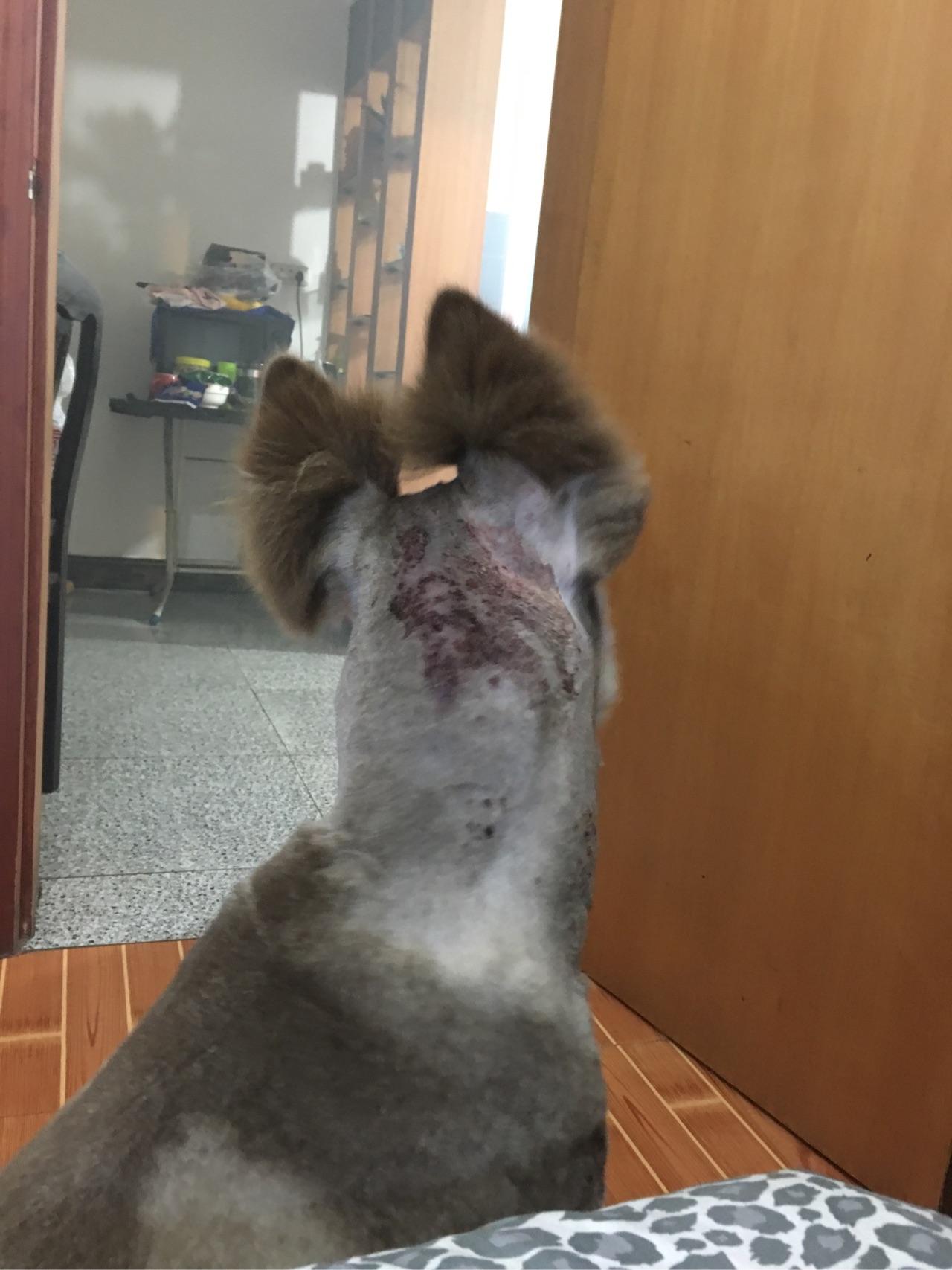 我家阿拉斯加蜂窝性组织炎? - 知乎