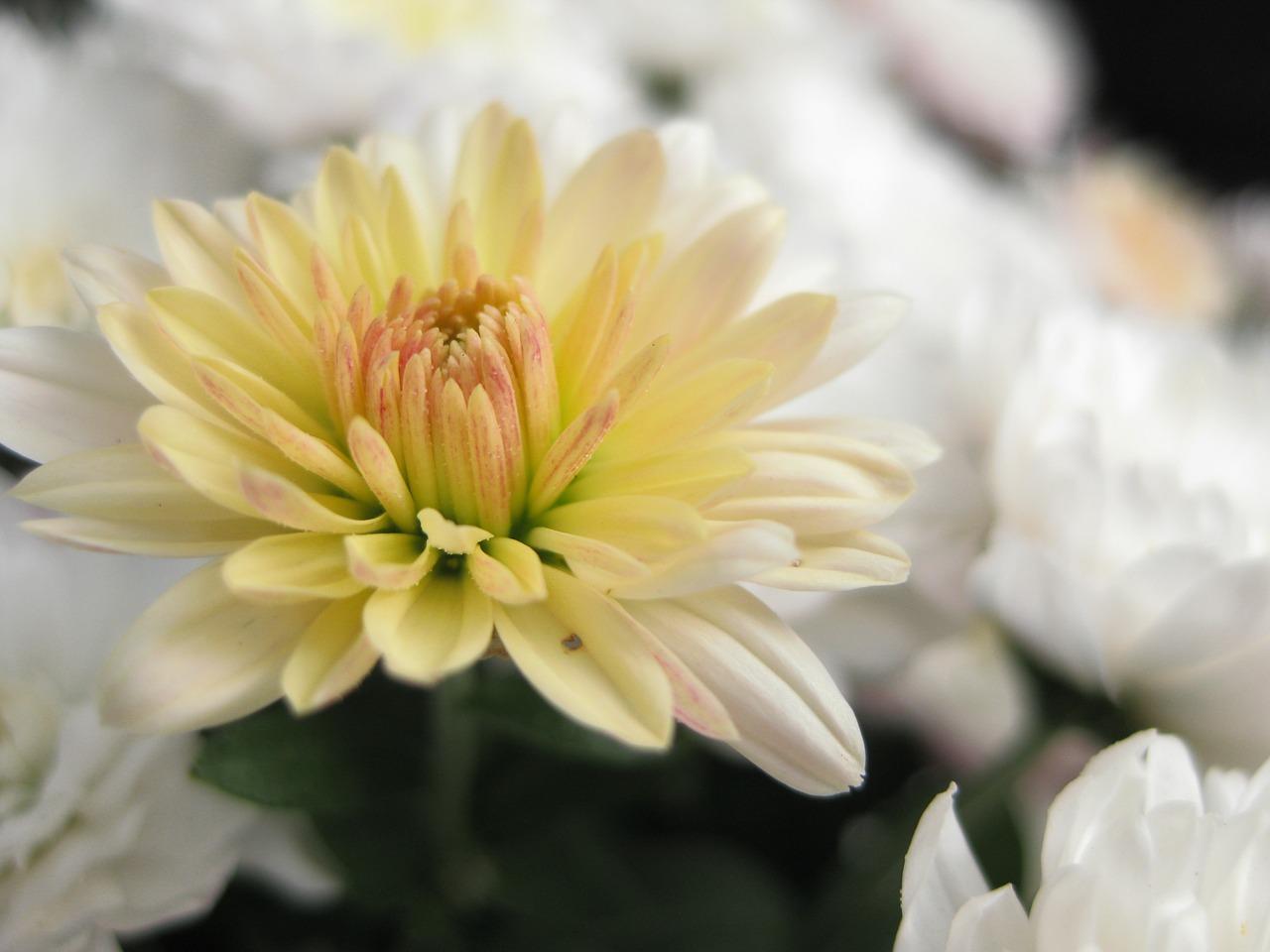 菊花种植的乐趣与收获