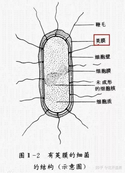 多糖疫苗vs结合疫苗哪个更好