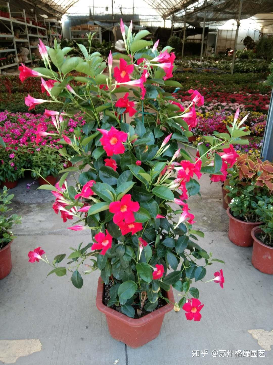 庭院阳台开花植物飘香藤