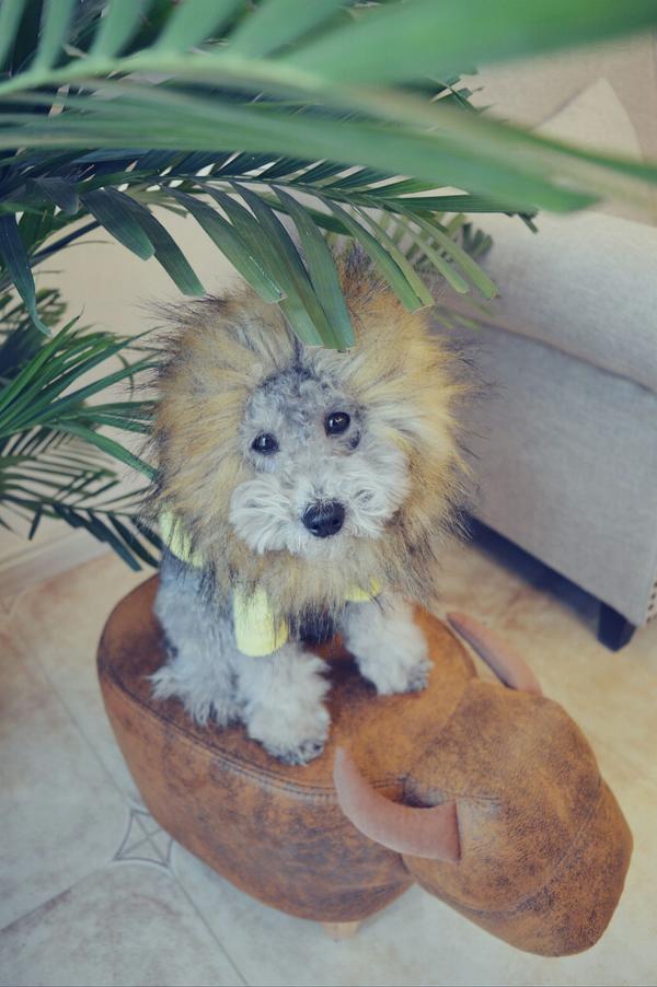 养泰迪是一种什么体验?