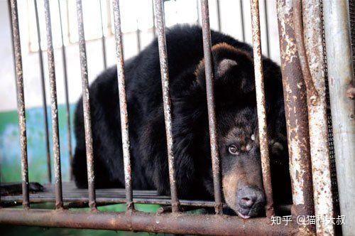 上海野生动物园的食人熊是否应该全部击毙