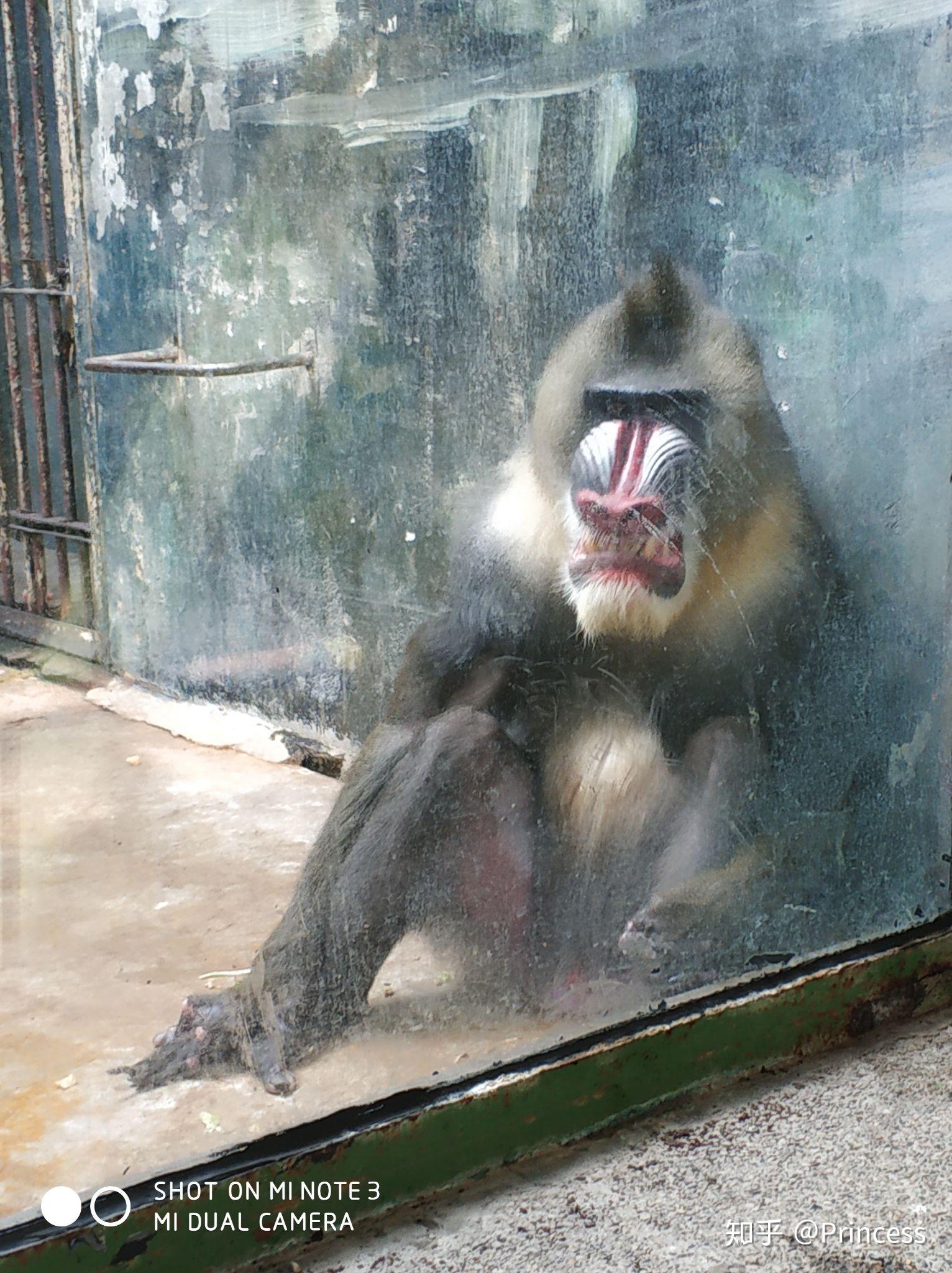 山魈这种动物为啥没在动物园见过感觉人类也不太研究它很神秘想知道它