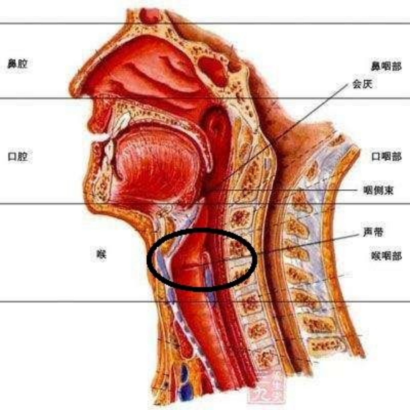 为什么地球上的一切原理都井然有序而且合理 让人不