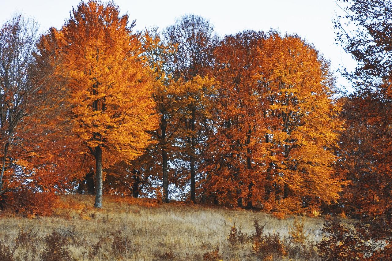 荷花盛开映晴空