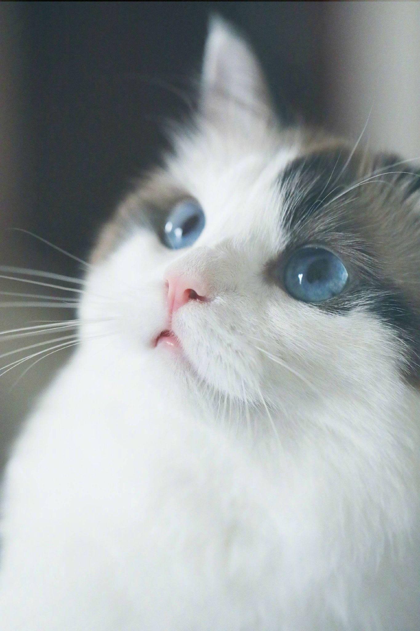 有哪些好看的猫咪壁纸或头像