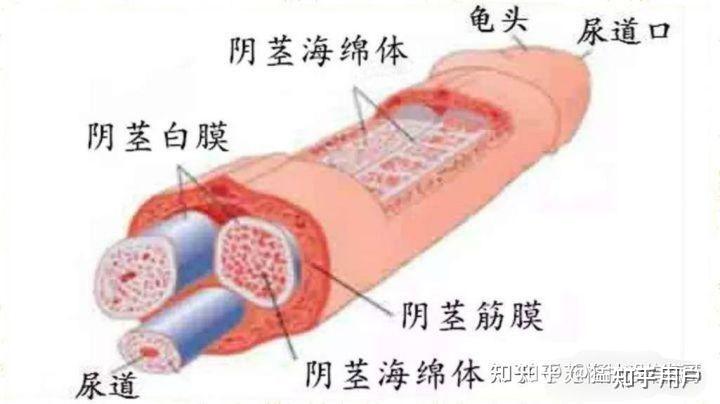 下面发育正常吗图片