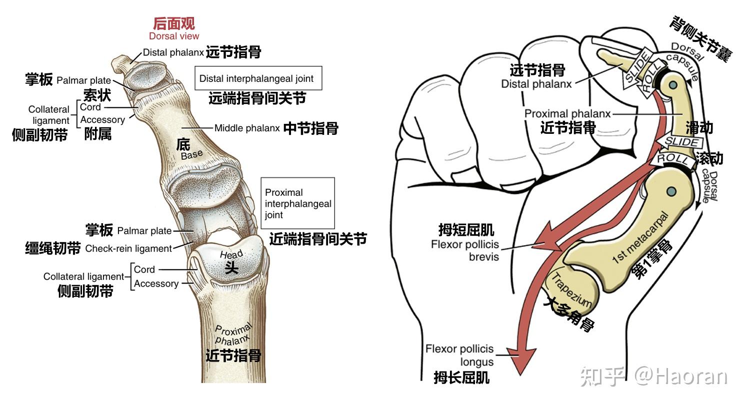 科学运动笔记（八）：腕关节、手与小臂力量 - 知乎