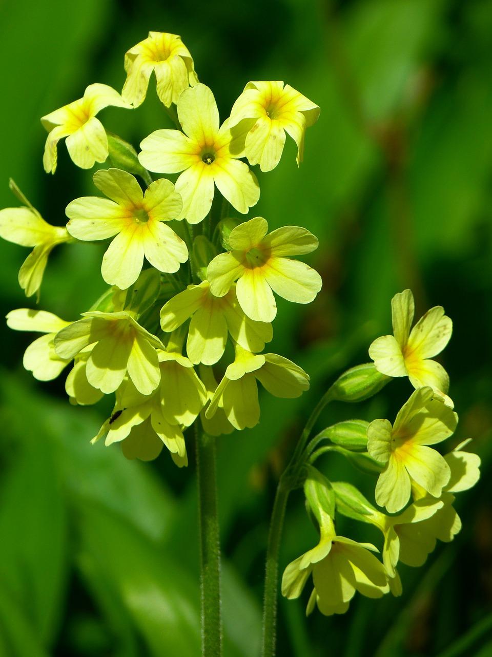 1. 樱草花语揭秘