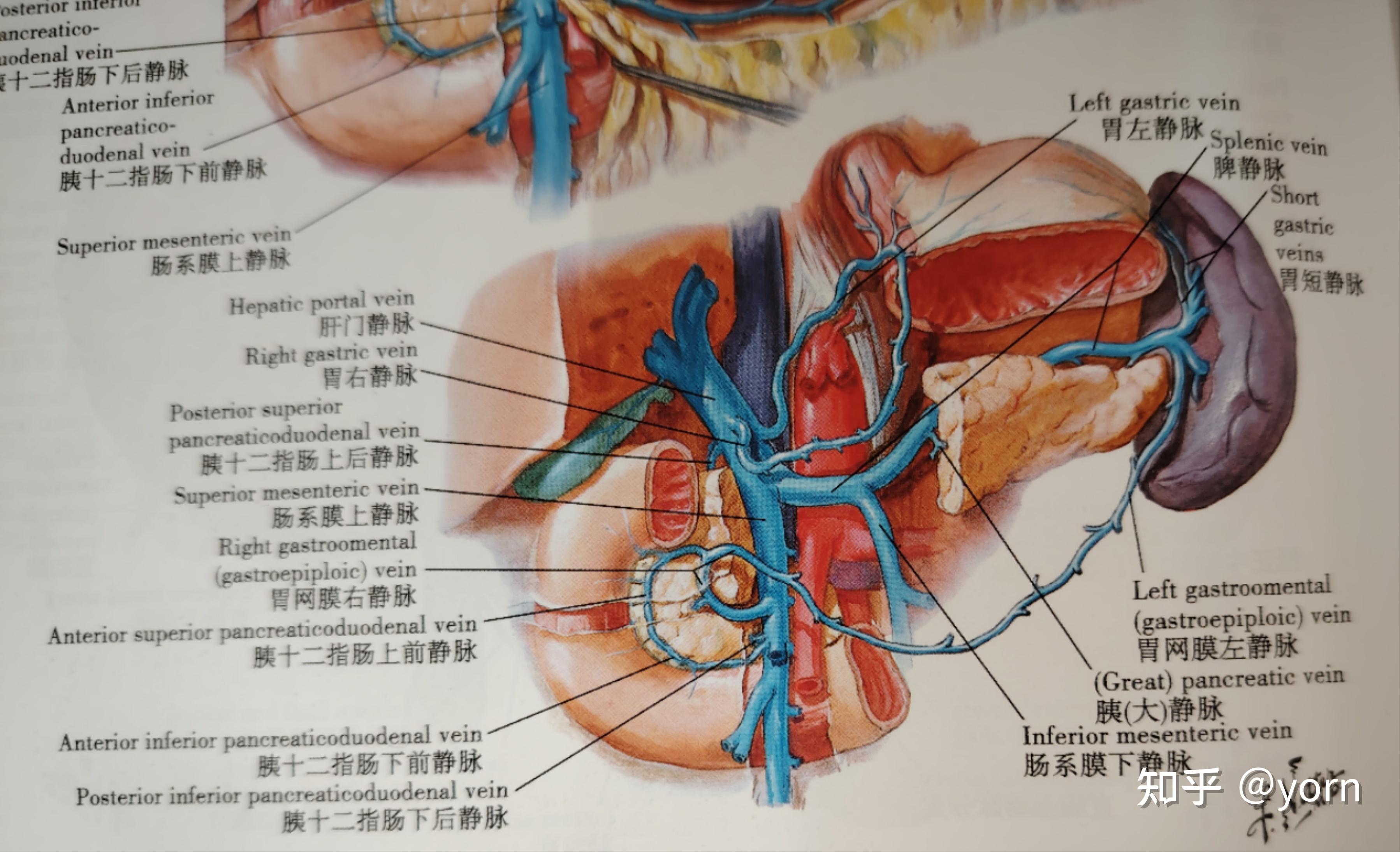 肝门管区图片图片