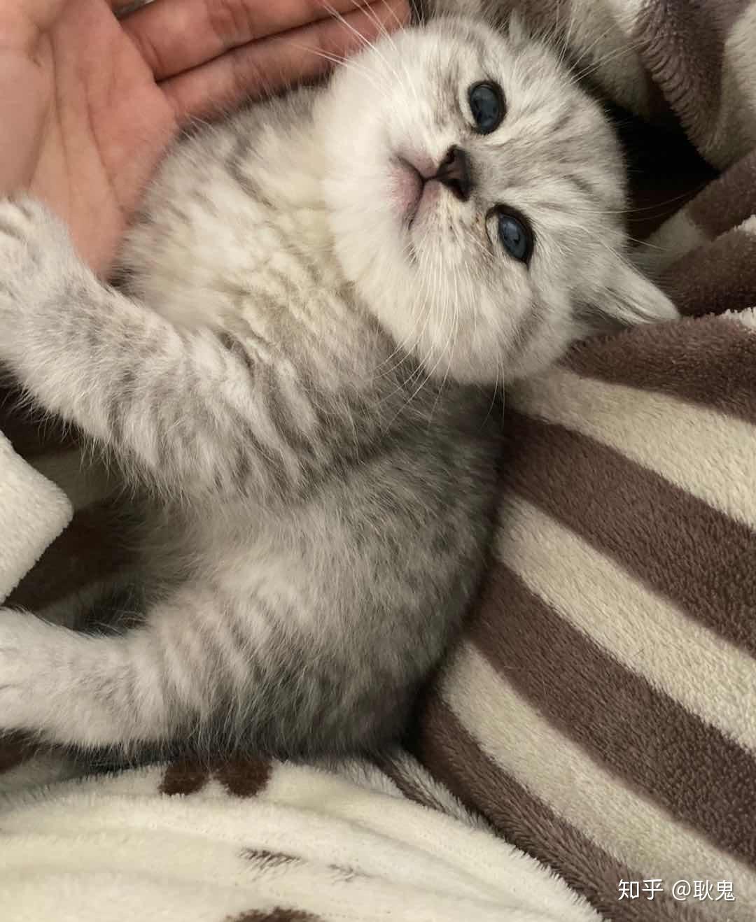 金吉拉和蓝猫配出来的种好养吗? - 知乎