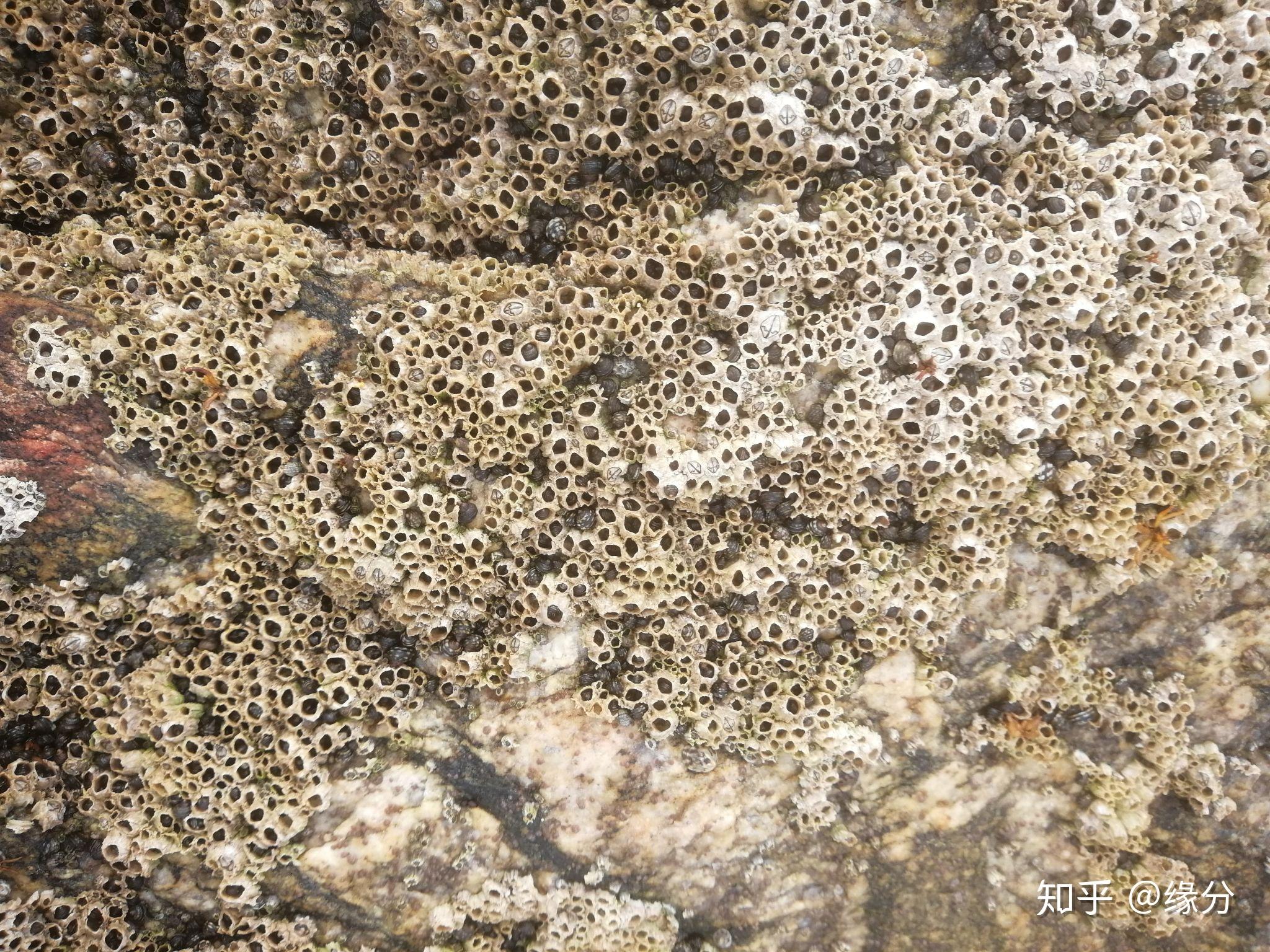 在海边岩石上密密麻麻的小贝壳叫什么?