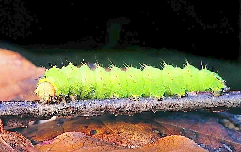 蛃型幼虫和蠋型幼虫的特征分别是什么?有哪些代表动物?