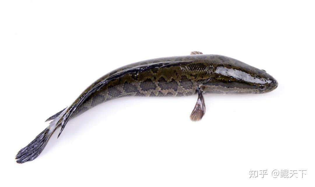 黑鱼就是鳢属里的乌鳢别看它肉质紧致颇受食客喜爱在水里可是凶猛掠食