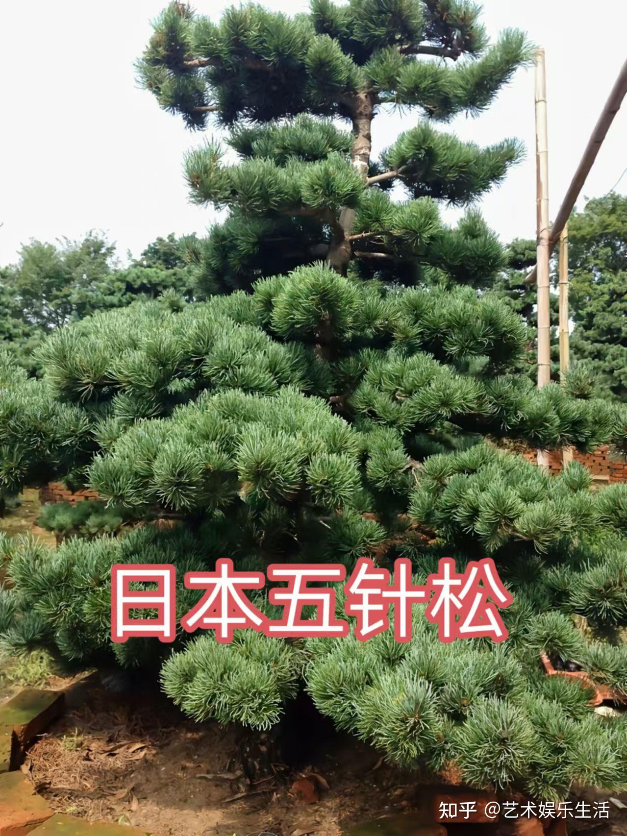215种松科植物,最长寿的狐尾松已经活了4800岁 - 知乎