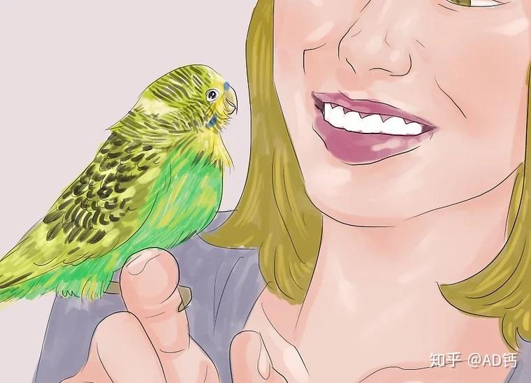 怎么教鹦鹉说话简单 v2-b888cc983b9322d76b519118c6e7bd30_r.jpg