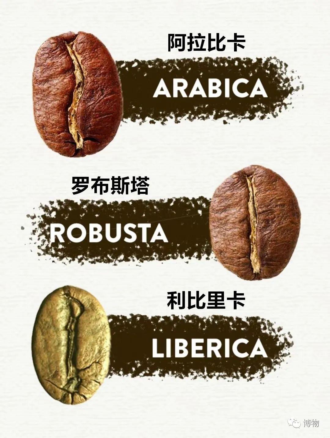 阿拉比卡咖啡豆品种 铁皮卡咖啡波旁咖啡瑰夏咖啡区别 哪个好喝 中国咖啡网