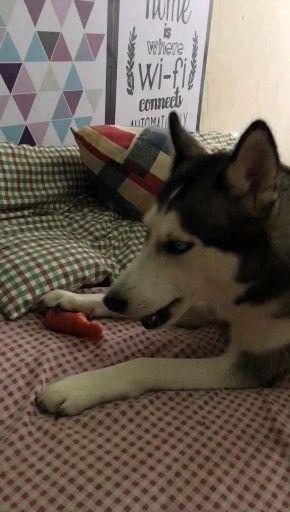 狗为啥喜欢吃肉 v2-b898af0e2810db4bfceb9534ae9f7718.jpeg