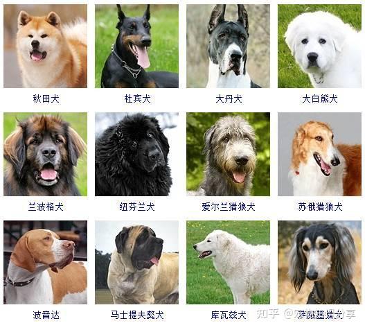 最全狗狗种类图片,没有之一! - 知乎