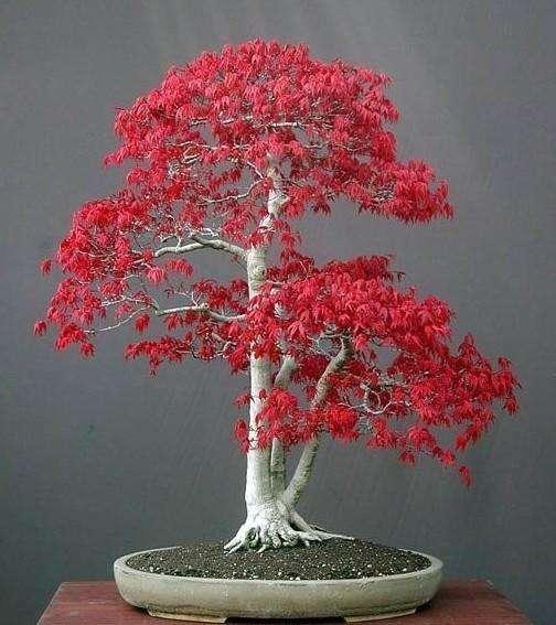 鬼斧神工赏盆景三直干式盆景