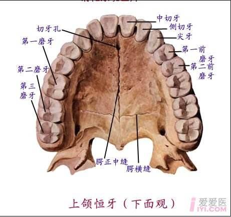 下颌6根管口分布图图片