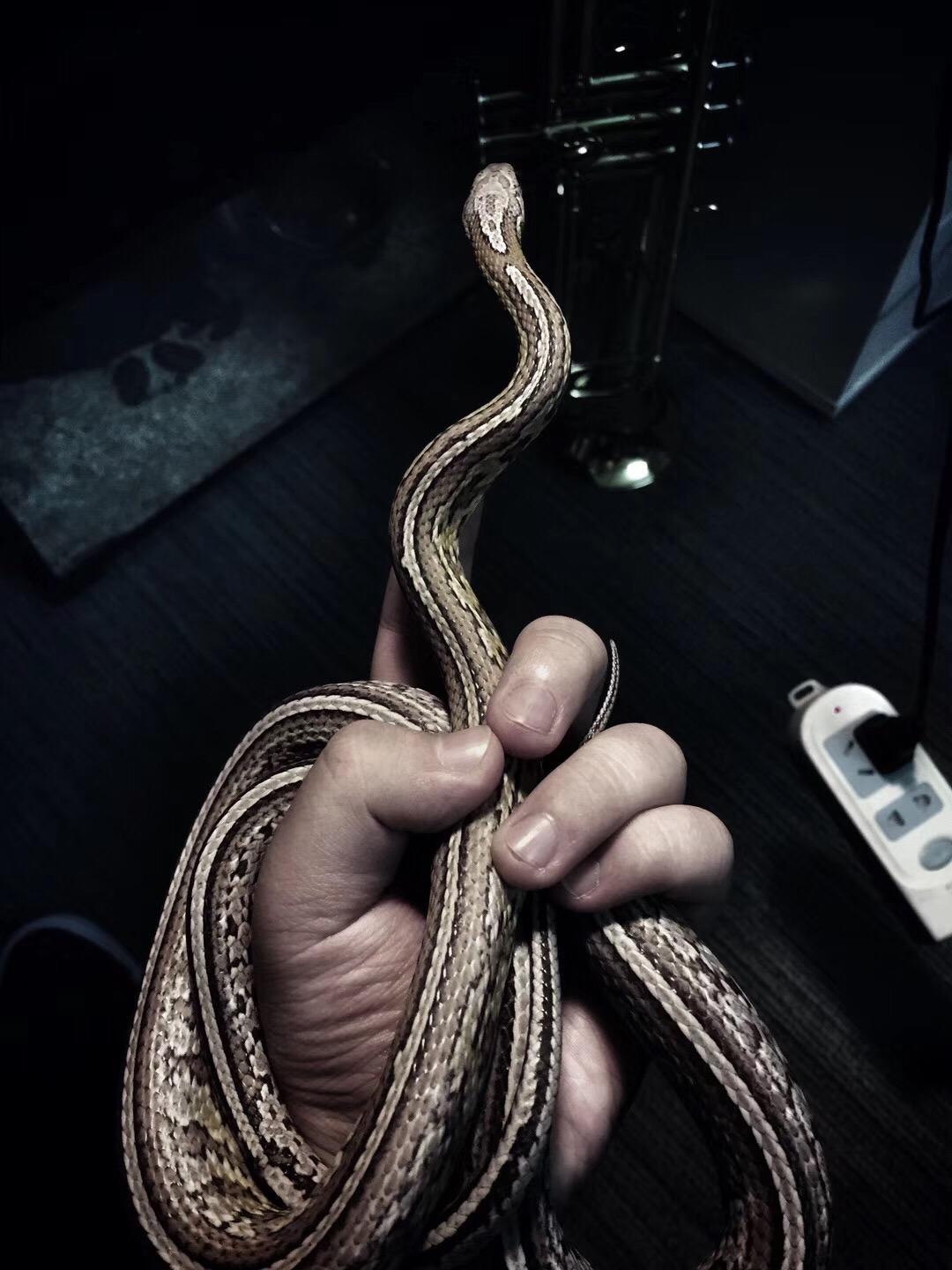 更新泻药 我养了条玉米蛇.17年4月带回家的,当时7个月大.