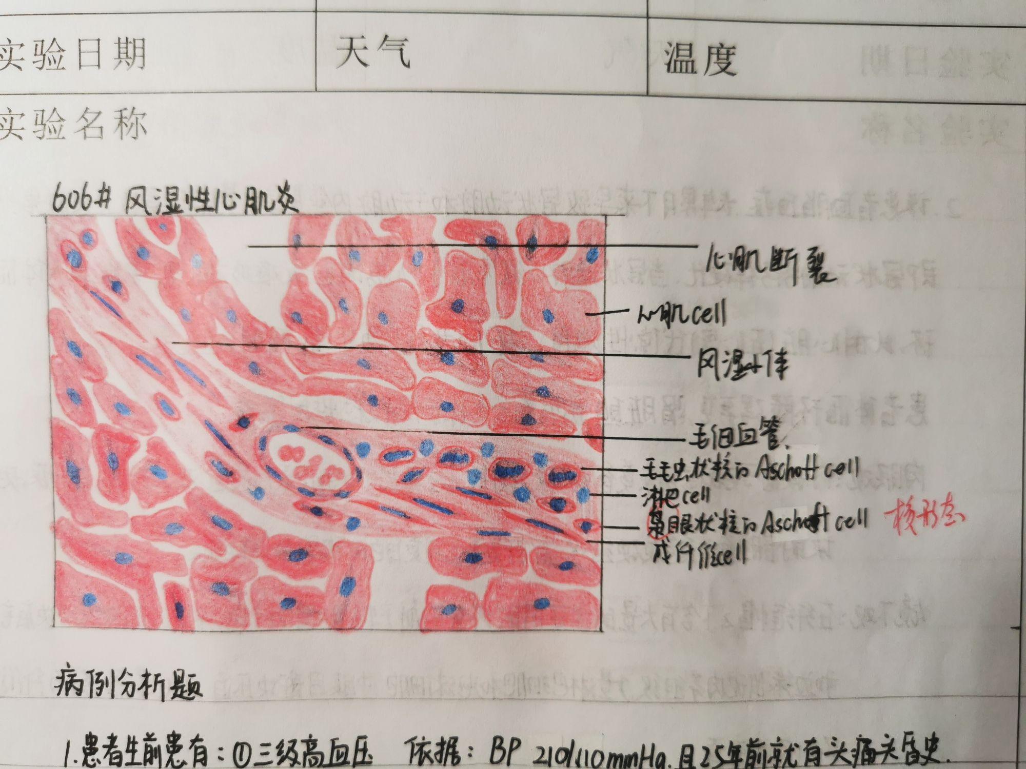 心肌细胞手绘图图片