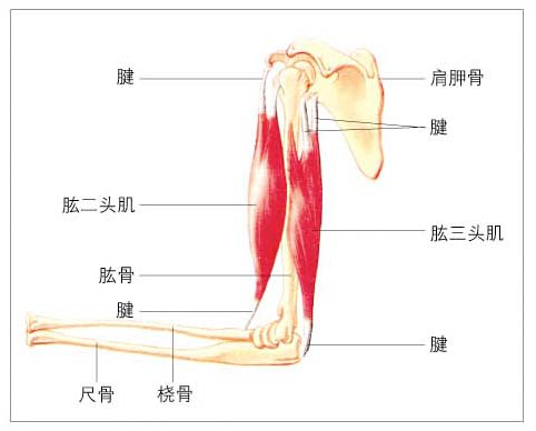 手臂指哪里图片