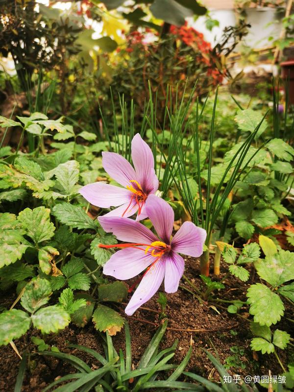 屋顶花园的秋花秋果 知乎