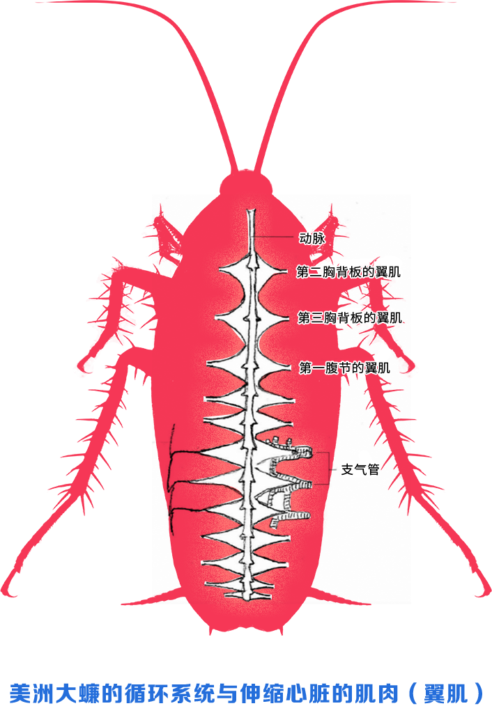 而昆虫的体液兼具血液和淋巴液的作用,直接在体腔内循环流动,所以昆虫