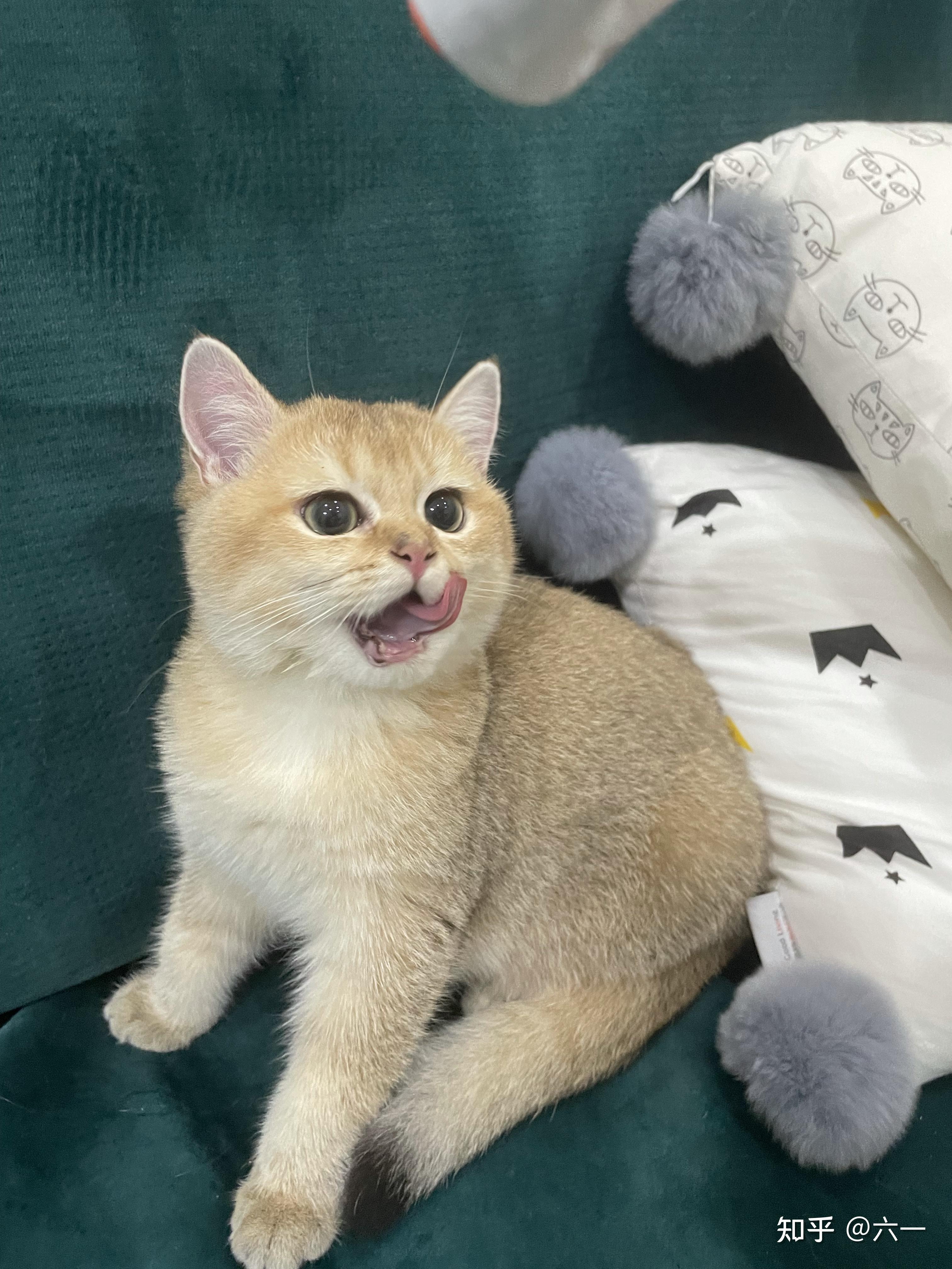 自己家生的金渐层    被人放鸽子之后  只求找个