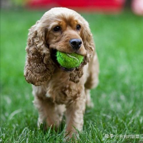 这样优秀的“可卡犬”，你确定真的不心动吗？ - 知乎