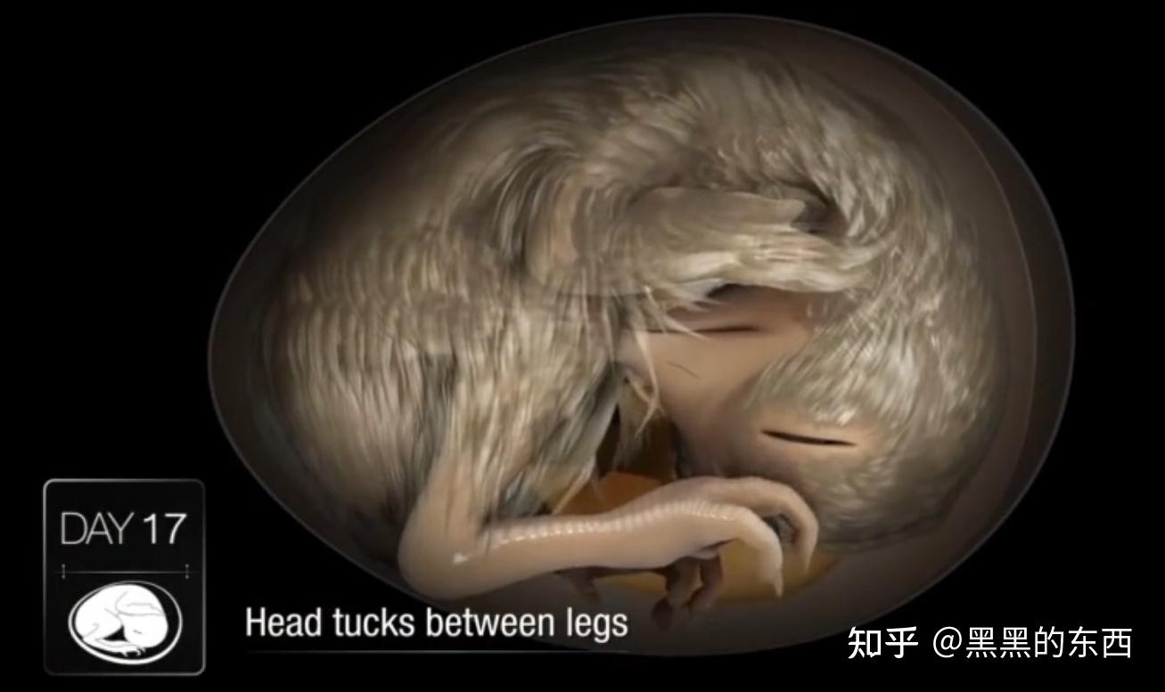 中国江西发现目前科学记录最完整的恐龙胚胎胚胎长约27厘米这对于恐龙