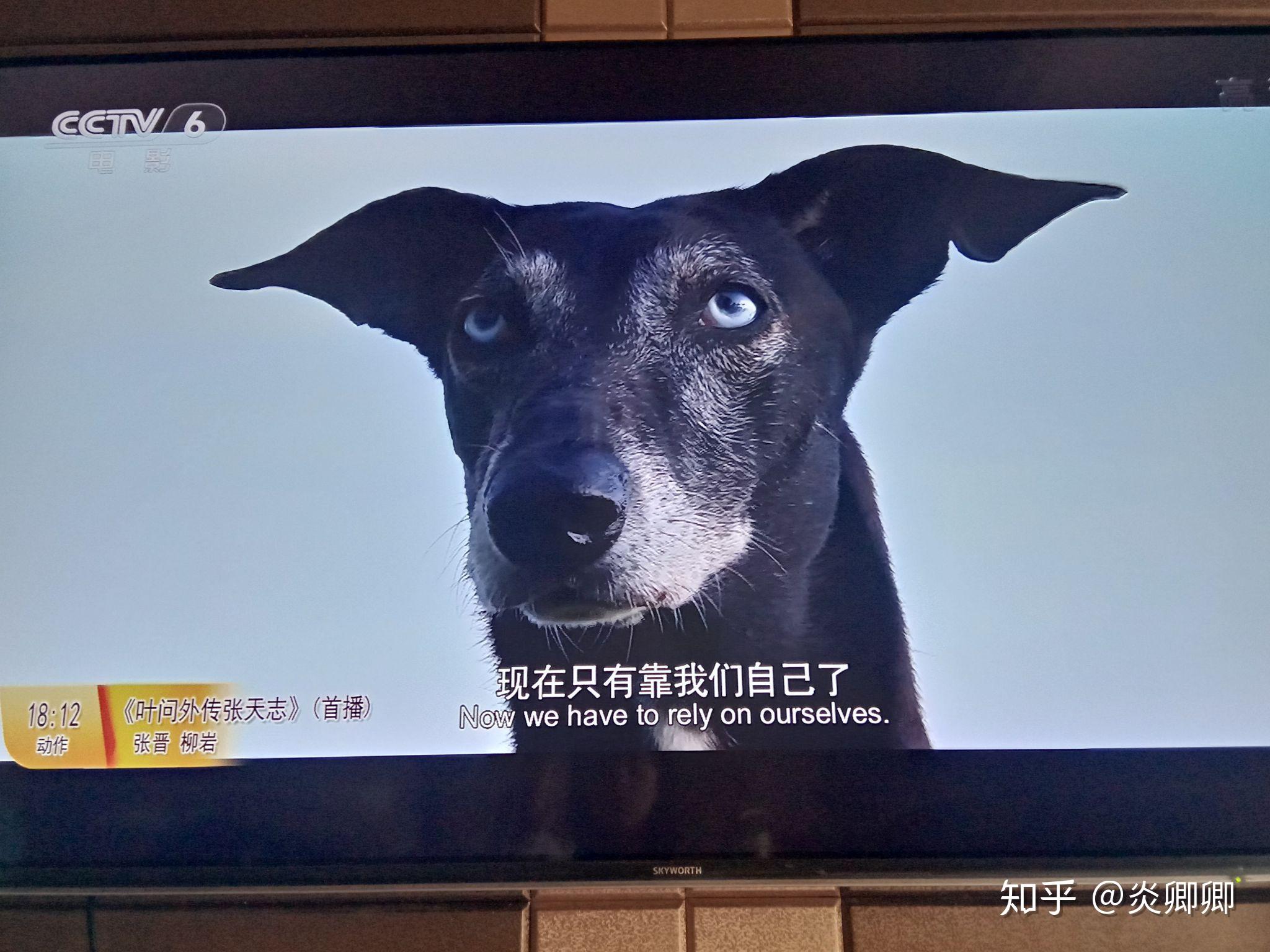 如何评价电影《动物出击》? - 知乎